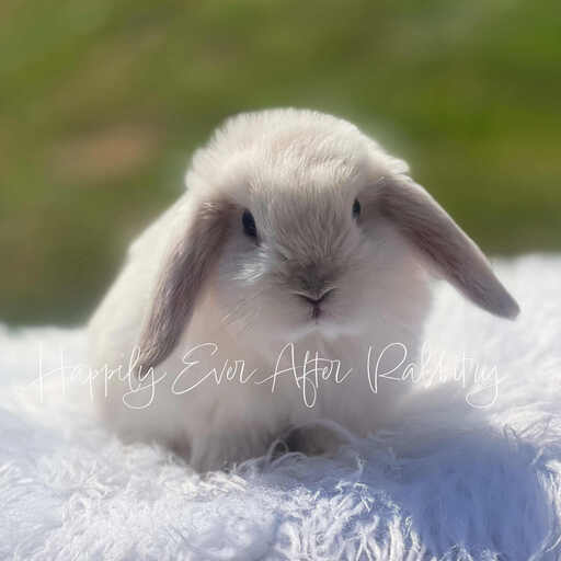 Explore nearby happiness - Find your adorable rabbits for sale today!
