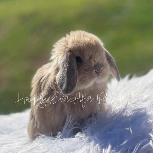 Cuddle-ready Mini Lop Bunny Seeking a Loving Family