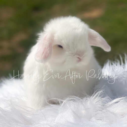 Adorable Holland Lop Bunny Available for Adoption
