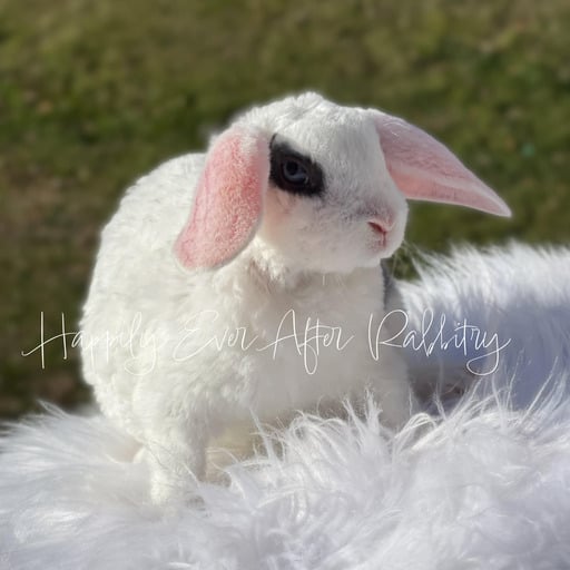 0c70b843-f893-4140-886e-249b39e33256 - Happily Ever After Rabbitry Mini Plush Lop Bunnies Looking for Loving Homes