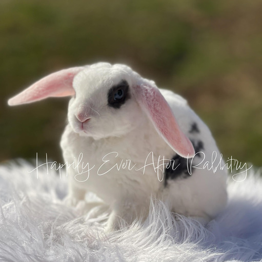 0d55889d-ad83-4c6f-8138-800eab0029c8 - Happily Ever After Rabbitry Mini Plush Lop Bunnies Looking for Loving Homes