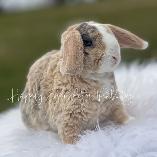 1ad81653-88f4-4b0c-a71b-20056833b10b - Happily Ever After Rabbitry Find your new furry friend with our bunnies for sale