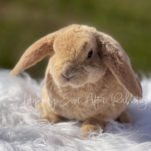 2348cfb0-d914-46c6-bb27-f2d94e6cfdb1 - Happily Ever After Rabbitry Adopt a Mini Plush Lop Bunny from Happily Ever Rabbitry! Conveniently Located in PA