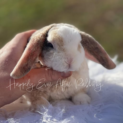 31282bf9-05e0-4482-ad1d-1337ea8159fa - Happily Ever After Rabbitry Visit Our Rabbitry for Mini Plush Lops Near Philadelphia, PA