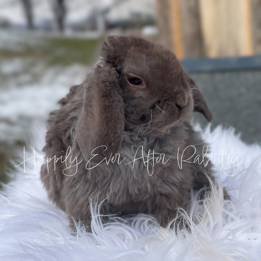 4775cc3c-593b-4a90-b8d0-11ef91e99621 - Happily Ever After Rabbitry Sweet baby Holland Lop rabbits available for adoption