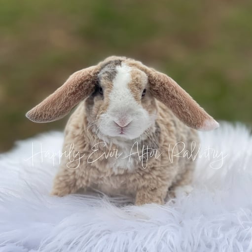 47f97067-c73b-4782-93d0-0ab8489cb230 - Happily Ever After Rabbitry Find your new furry friend with our bunnies for sale