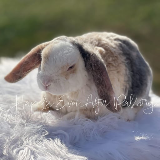 5a97f033-28a2-43fd-bcb6-053b8e11ab07 - Happily Ever After Rabbitry Visit Our Rabbitry for Mini Plush Lops Near Philadelphia, PA