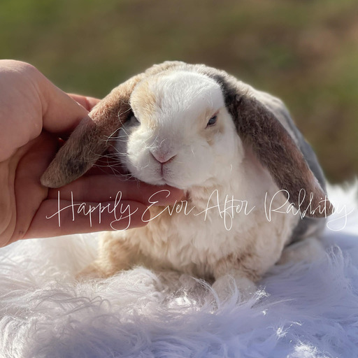 60ca391d-5cb9-44f5-b3dc-1ac402157b77 - Happily Ever After Rabbitry Visit Our Rabbitry for Mini Plush Lops Near Philadelphia, PA