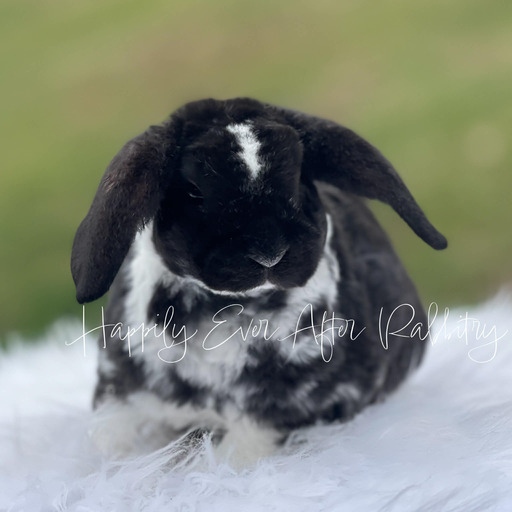8d61645c-fd92-429d-830a-dc0b5b9dbf2f - Happily Ever After Rabbitry Cuddle ready Mini Plush Lop Bunny Seeking a Loving Family!