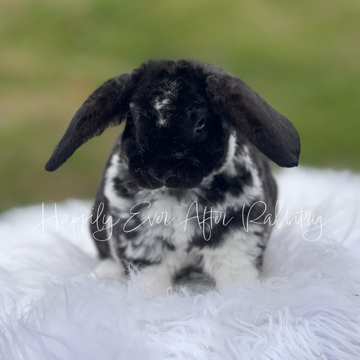 9e953f7b-f931-4a2c-b5fd-c21d0648c8a9 - Happily Ever After Rabbitry Mini Plush Lops For sale near you