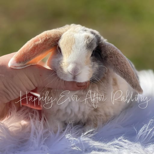 a5097e15-52da-45e7-90c0-e44a484f58b8 - Happily Ever After Rabbitry Local Mini Plush Lop Bunnies for Sale Near You