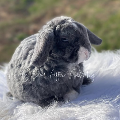 b3147627-c244-4acd-af31-35a3d938d85c - Happily Ever After Rabbitry Adorable rabbit for sale; Mini Plush Lop edition!