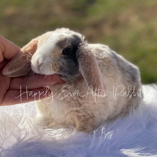 baff1e6a-957e-43fa-aed4-1f6a1c7d4dc8 - Happily Ever After Rabbitry Local Mini Plush Lop Bunnies for Sale Near You