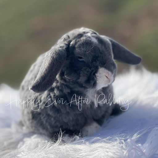 bfe65e09-2b20-4c2c-b22c-4cb700817c09 - Happily Ever After Rabbitry Adorable rabbit for sale; Mini Plush Lop edition!