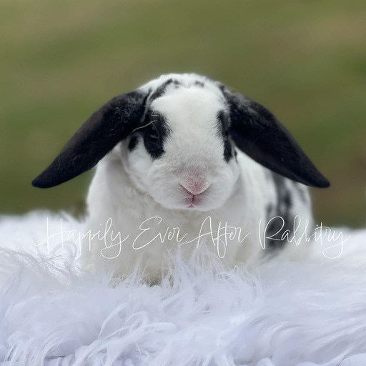 e77670c6-53df-4a8b-8910-cbfe5a494911 - Happily Ever After Rabbitry Cuddly Mini Plush Lops for sale; bring bunny joy to your home!