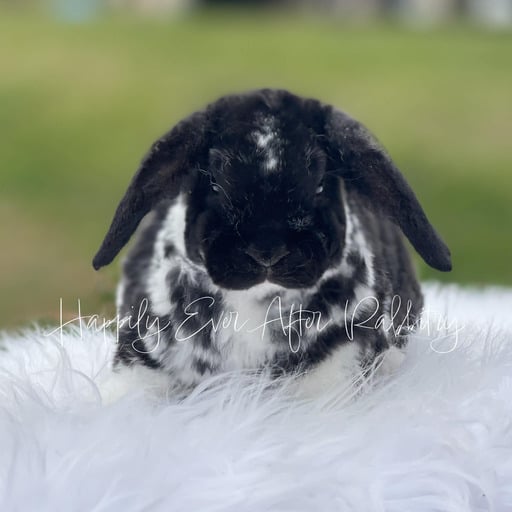 ef7eacc5-e76d-417b-822f-a7e021bc7498 - Happily Ever After Rabbitry Mini Plush Lops For sale near you