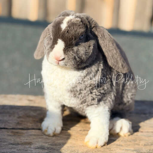 18e6b301-0ac9-4916-99bd-4786674662e1 - Happily Ever After Rabbitry Calm indoor pet bunny raised with early litter training