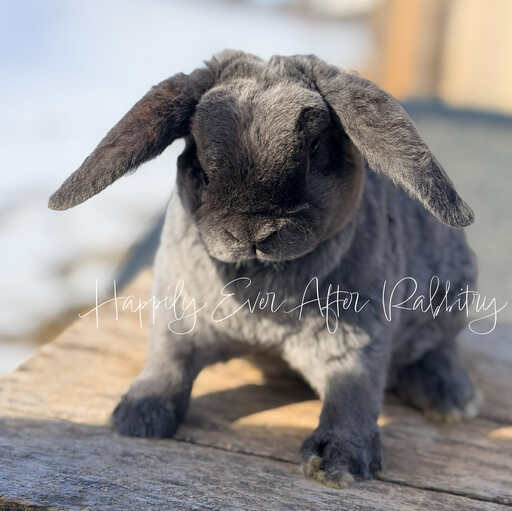 24954949-6997-442f-8400-99f3fd840e0b - Happily Ever After Rabbitry Litter trained bunny suitable for indoor companionship