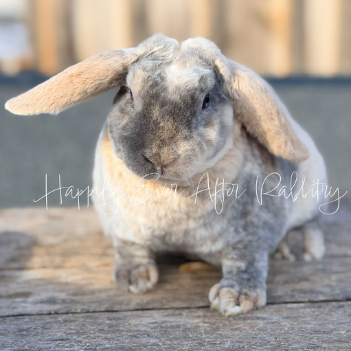 2f767de8-2297-45aa-8f7a-2df98c32ec4b - Happily Ever After Rabbitry bunny farm near me
