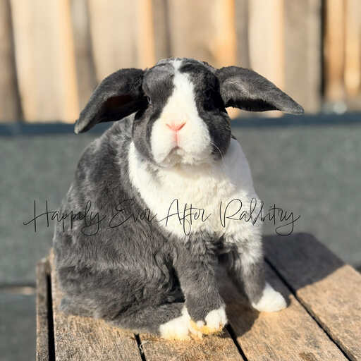 37ff6a8e-298a-4b32-a0cb-c2e31c0e8415 - Happily Ever After Rabbitry Cute and fluffy bunnies for sale online with nationwide delivery options available