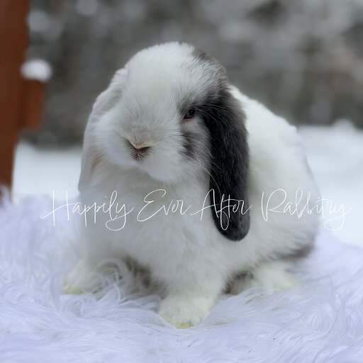 Sweet Holland Lop Bunny Looking for a Forever Home