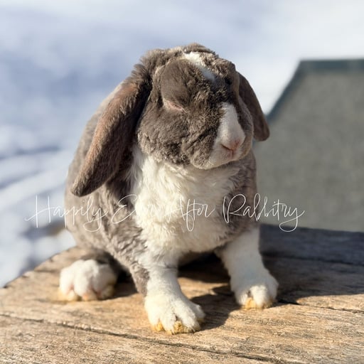 3d37ec9f-900b-4d40-9b6b-6fd17484805c - Happily Ever After Rabbitry Calm indoor pet bunny raised with early litter training