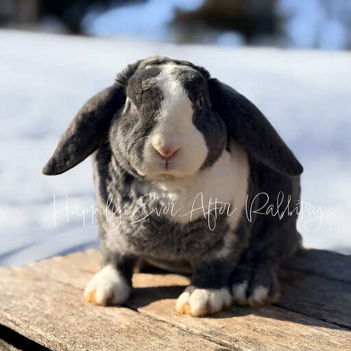 533aeb99-74bd-4310-b540-128dd3544fb2 - Happily Ever After Rabbitry Pet bunny often searched as hypoallergenic, shown in calm indoor setting