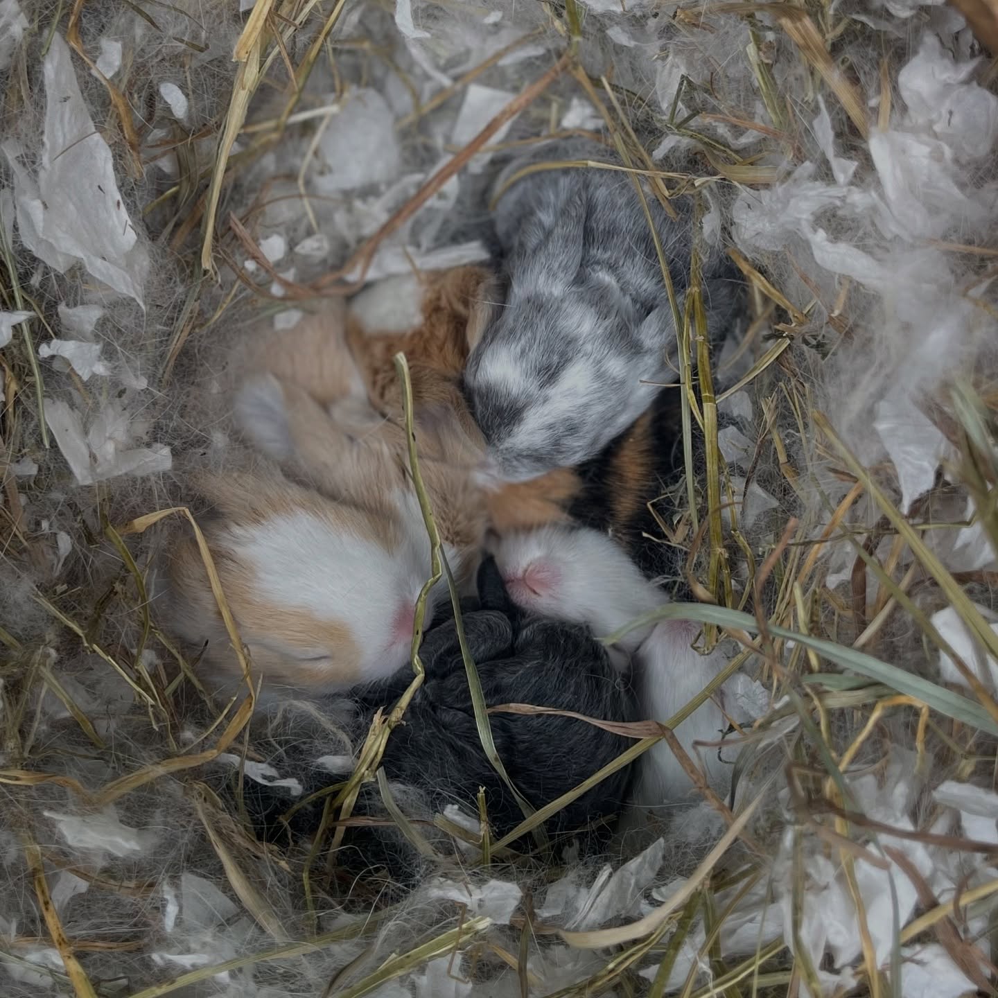 564786488_18074980475131518_4187737427245191986_n - Happily Ever After Rabbitry