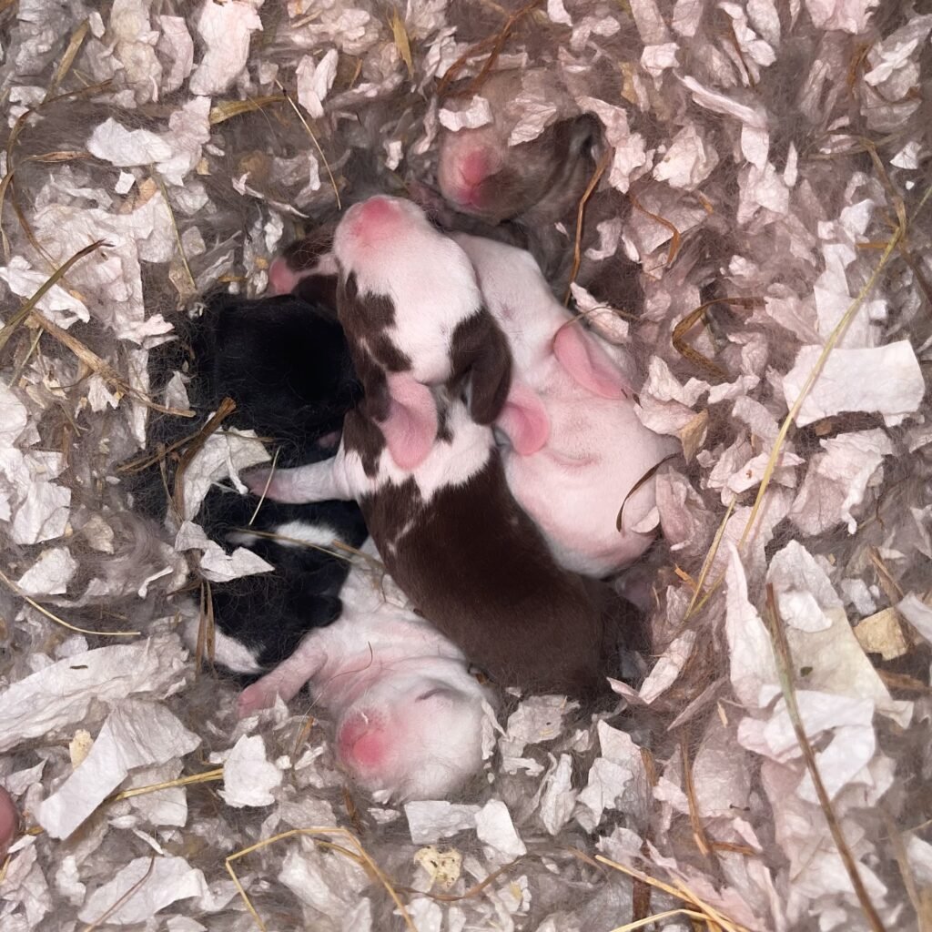 571884702_18075425765131518_2680864991500394725_n - Happily Ever After Rabbitry baby buny mini plush lops for sale