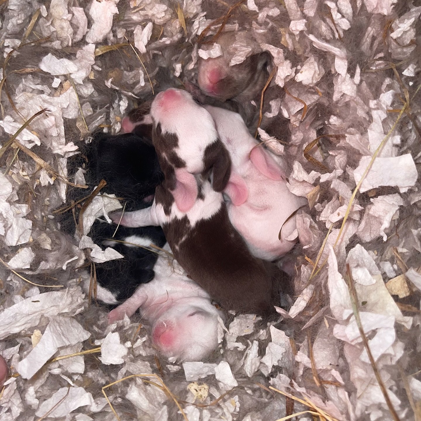 571884702_18075425765131518_2680864991500394725_n - Happily Ever After Rabbitry