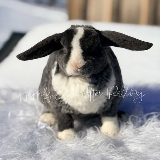 8a61d5f5-5e32-46b8-93fe-7bf27ab48700 - Happily Ever After Rabbitry Pet rabbit raised with consistent litter training practices