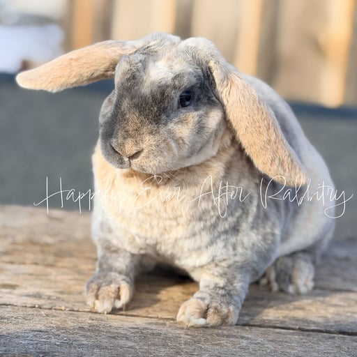 8c53957a-6e2d-4b03-ab42-4c8f1a0a67c9 - Happily Ever After Rabbitry bunny farm near me