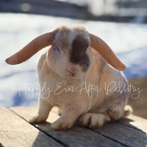 a234385e-12b3-4d46-899f-0593875baff5 - Happily Ever After Rabbitry Neighborhood joy found - Adorable rabbits for sale near me, your new buddies!
