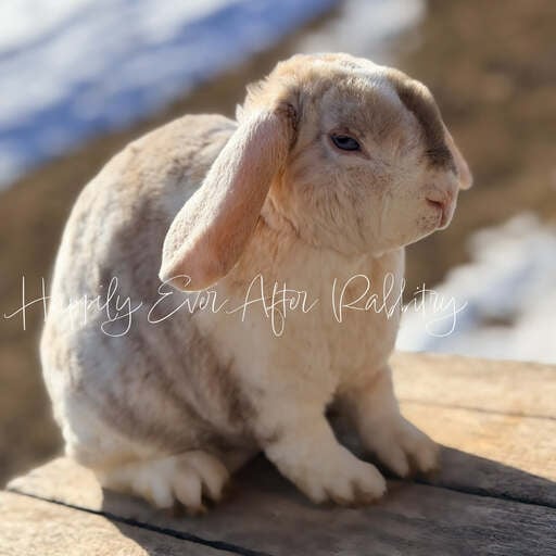 b488303a-f2e2-4f52-b137-cc5ac06010f8 - Happily Ever After Rabbitry Neighborhood joy found - Adorable rabbits for sale near me, your new buddies!