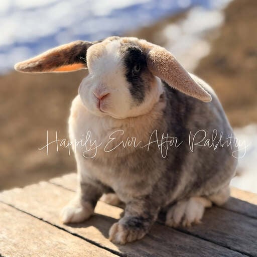 bb9f59b7-7b35-4614-b28d-ceae96ad2979 - Happily Ever After Rabbitry Explore our available Mini Plush Lops for adoption – irresistibly cute