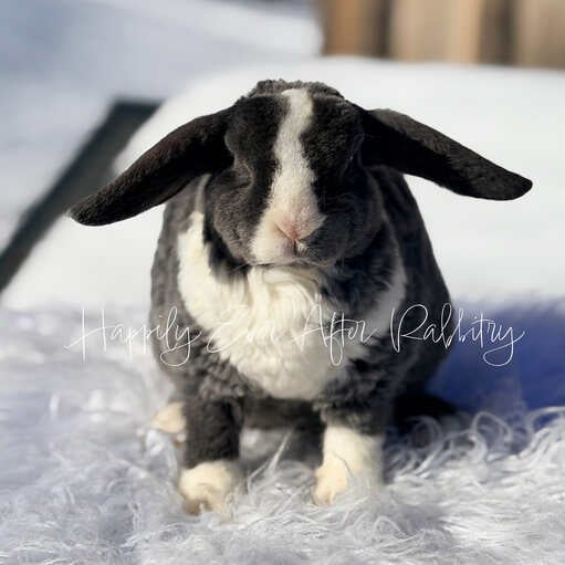 d97126f2-abdf-477f-b18c-ca792d0b50ca - Happily Ever After Rabbitry Pet rabbit raised with consistent litter training practices