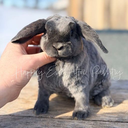 dde25044-7545-401f-8ef7-6be1f888f349 - Happily Ever After Rabbitry Indoor rabbit accustomed to litter box routines