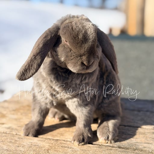 e5a24a9a-5ec4-4174-b30d-2e8f669c4a48 - Happily Ever After Rabbitry Litter trained rabbit suitable for home environments