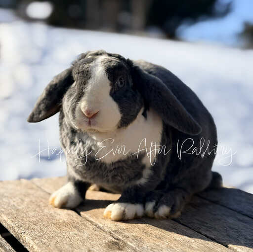 f91d393b-3d0d-4e8c-88ea-a649dfeae89d - Happily Ever After Rabbitry Pet bunny often searched as hypoallergenic, shown in calm indoor setting