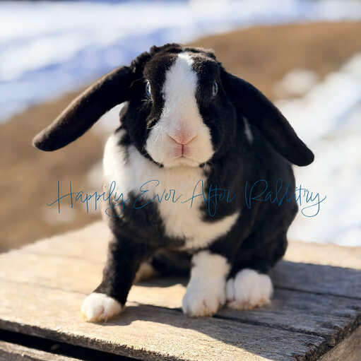 fd680de2-005b-4d9d-9561-22e42778c78b - Happily Ever After Rabbitry rabbit for sale near me