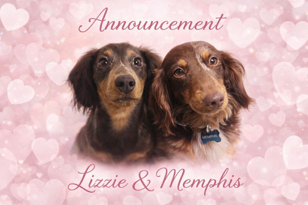 24fd89f9-bb4f-41d4-9b32-d0eb471ebed5 - Happily Ever After Rabbitry Mini long haired dachshund puppies for sale from trusted small breeder