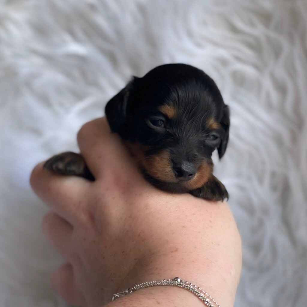 473641547_18484052293008641_3095033819409976082_n - Happily Ever After Rabbitry Mini dachshund puppies for sale near me socialized with children