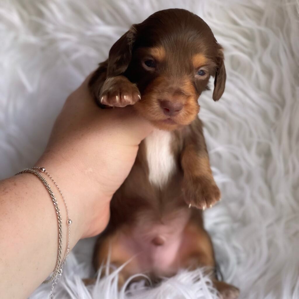 474031144_18484052242008641_589189096386651858_n - Happily Ever After Rabbitry Vet checked mini dachshund puppies for sale near me