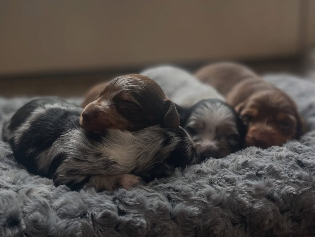 495770474_18505483231008641_2041212141186289162_n - Happily Ever After Rabbitry Quality mini dachshund puppies for sale near me nationwide transport available