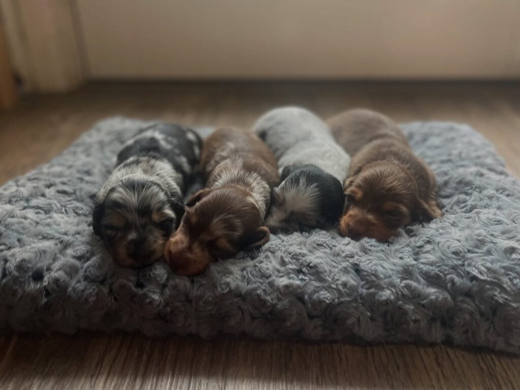495875290_18505483213008641_315465616780774527_n - Happily Ever After Rabbitry AKC mini long haired dachshund puppies for sale raised in home