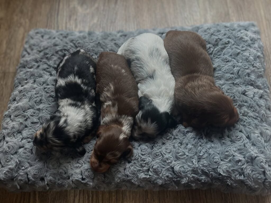 496070811_18505483243008641_3831692497123945018_n - Happily Ever After Rabbitry Mini long haired dachshund puppies for sale from reputable breeder