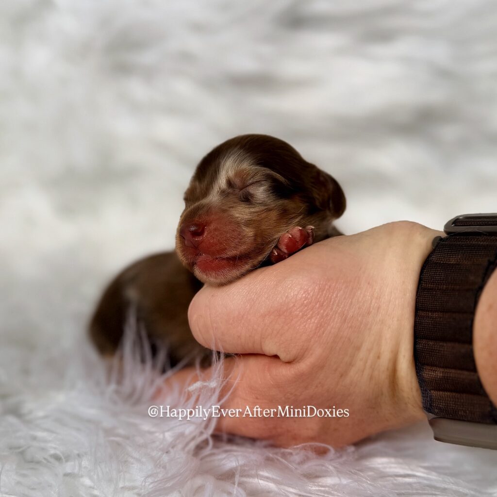 629167631_18046985252709955_4734895520946040952_n - Happily Ever After Rabbitry Rare colored mini long haired dachshund puppies for sale