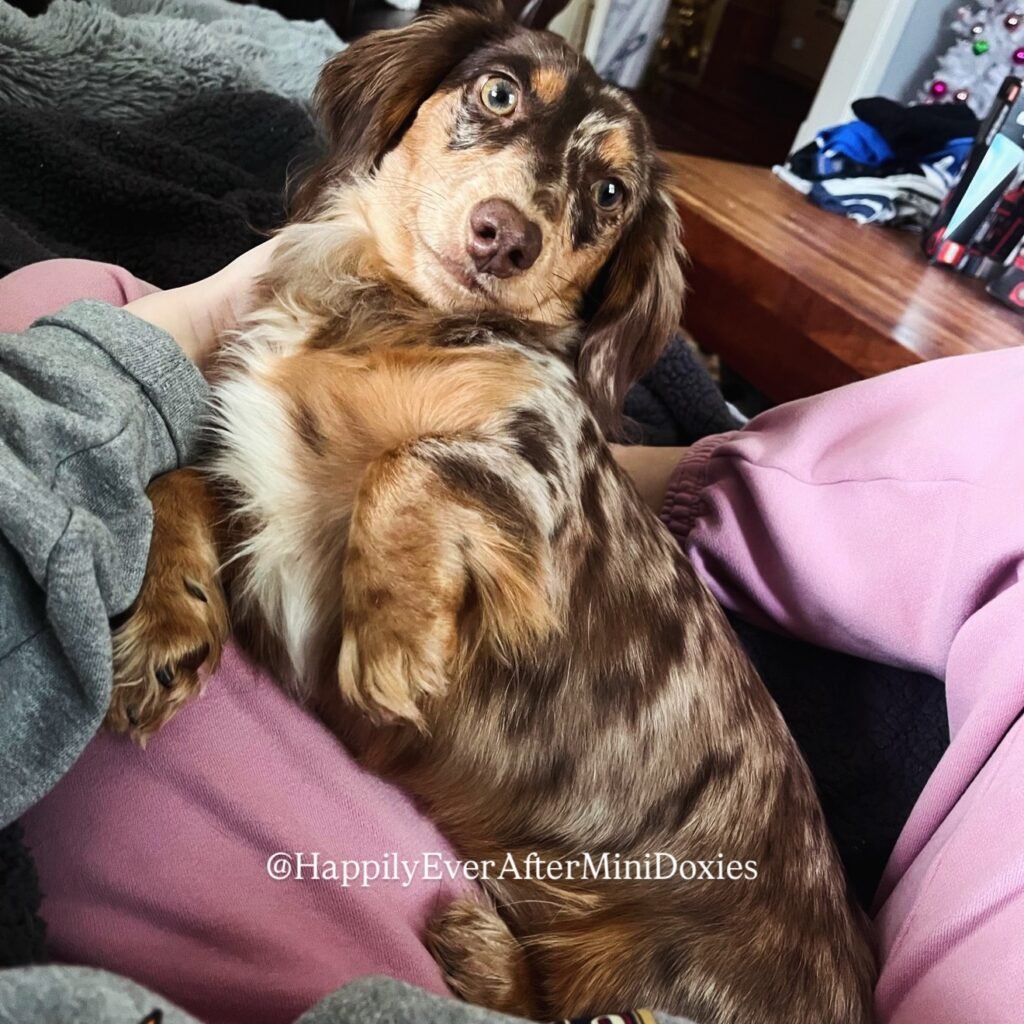 631718119_18046915592709955_3287897356966737448_n - Happily Ever After Rabbitry Mini long haired dachshund puppies for sale socialized and family raised