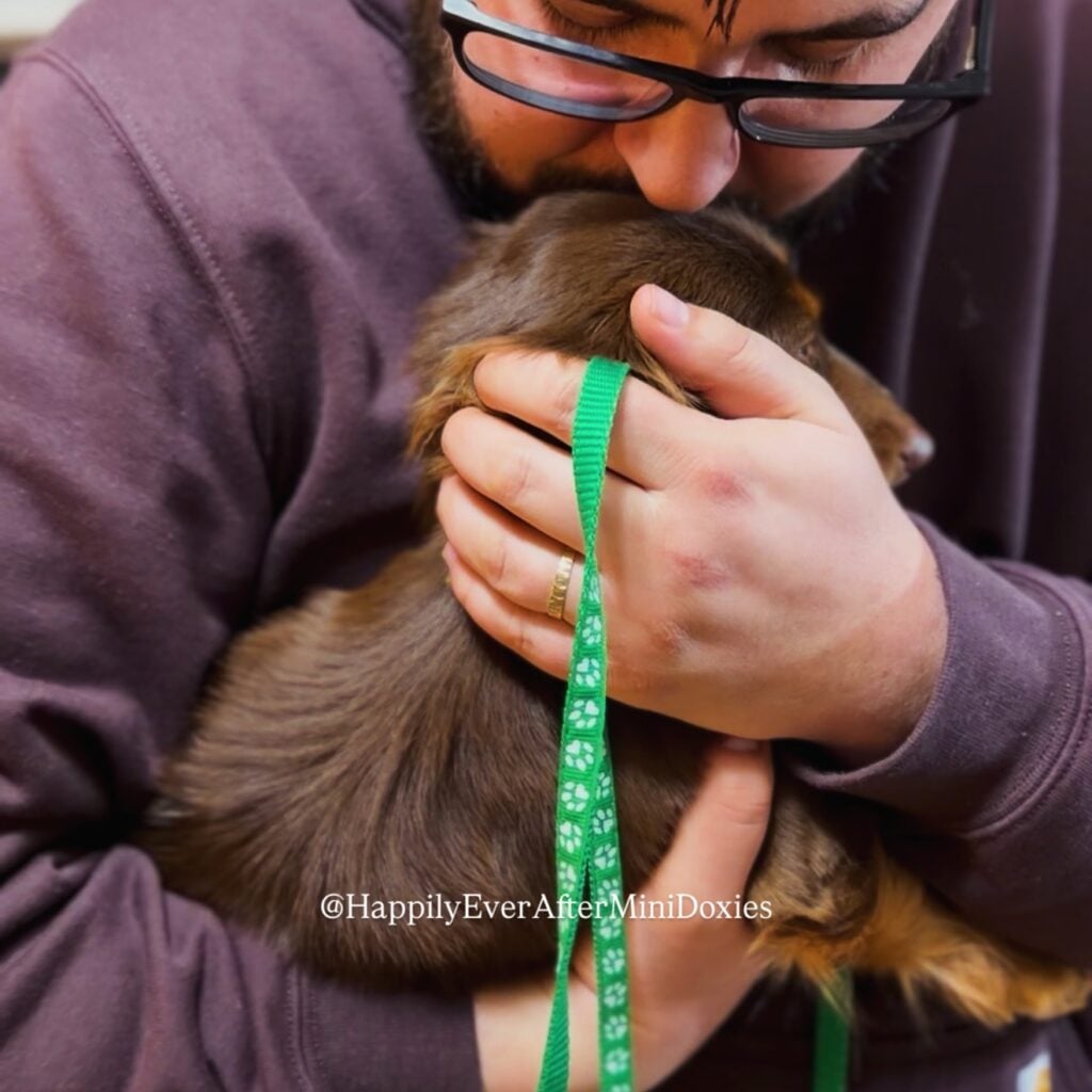 631893012_18046919666709955_7746127648183257160_n 1 - Happily Ever After Rabbitry Health tested mini long haired dachshund puppies for sale nationwide