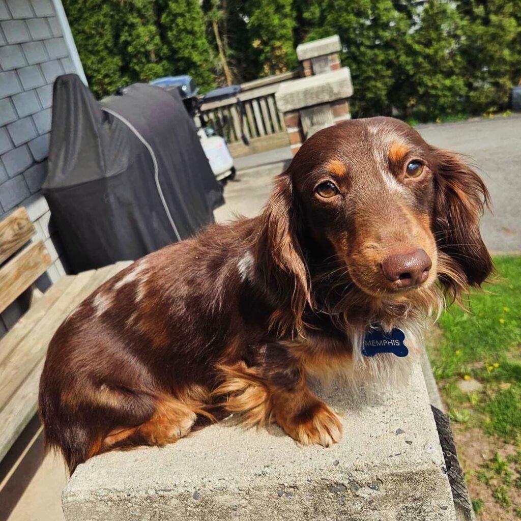 632916959_18046682597709955_6684583451931584627_n - Happily Ever After Rabbitry health tested mini long haired dachshund puppies for sale nationwide delivery